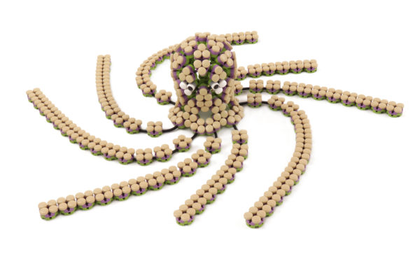 Flexo Octopus