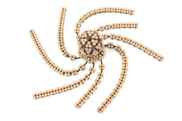 Flexo Octopus - Image 2